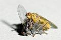 scatophaga et musca